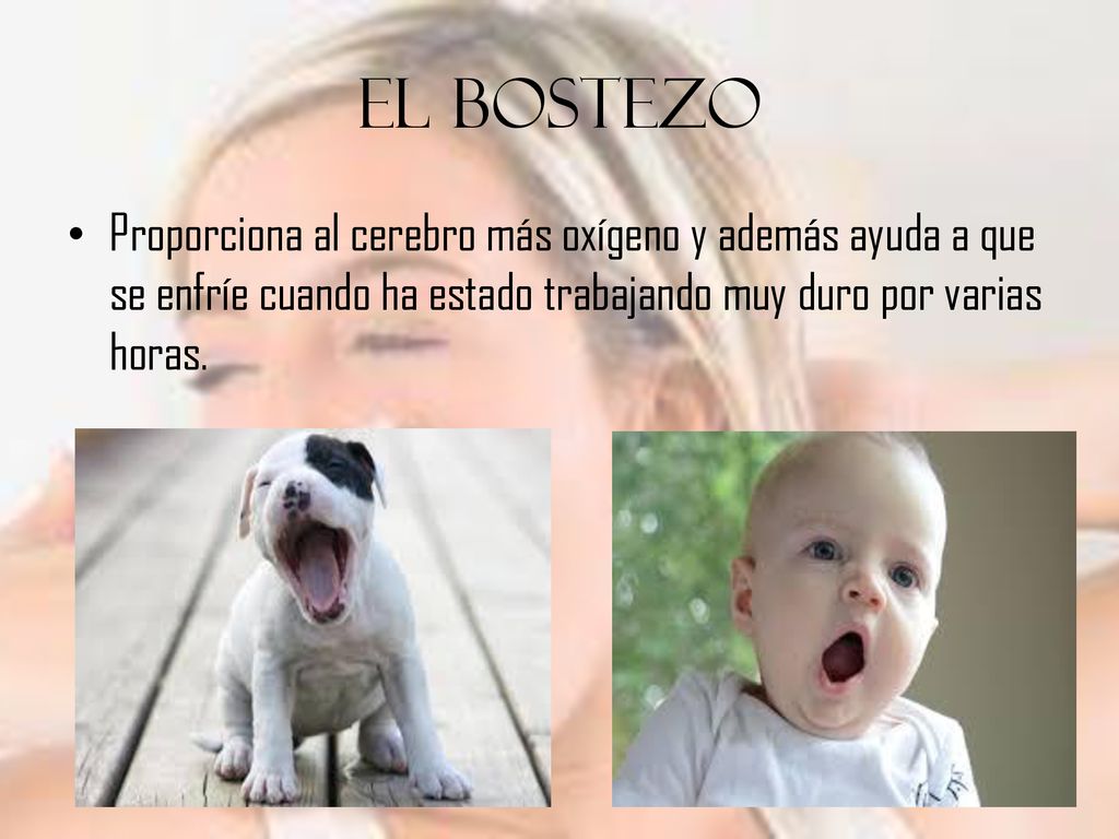 El Bostezo Proporciona al cerebro más oxígeno y además ayuda a que se enfríe cuando ha estado trabajando muy duro por varias horas.