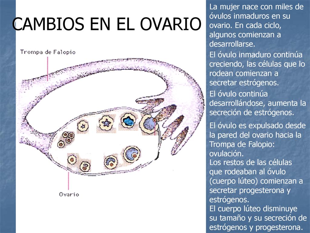CAMBIOS EN EL OVARIO La mujer nace con miles de óvulos inmaduros en su ovario. En cada ciclo, algunos comienzan a desarrollarse.