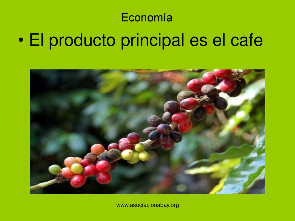 El producto principal es el cafe