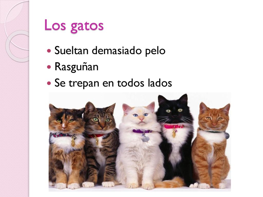 Los gatos Sueltan demasiado pelo Rasguñan Se trepan en todos lados