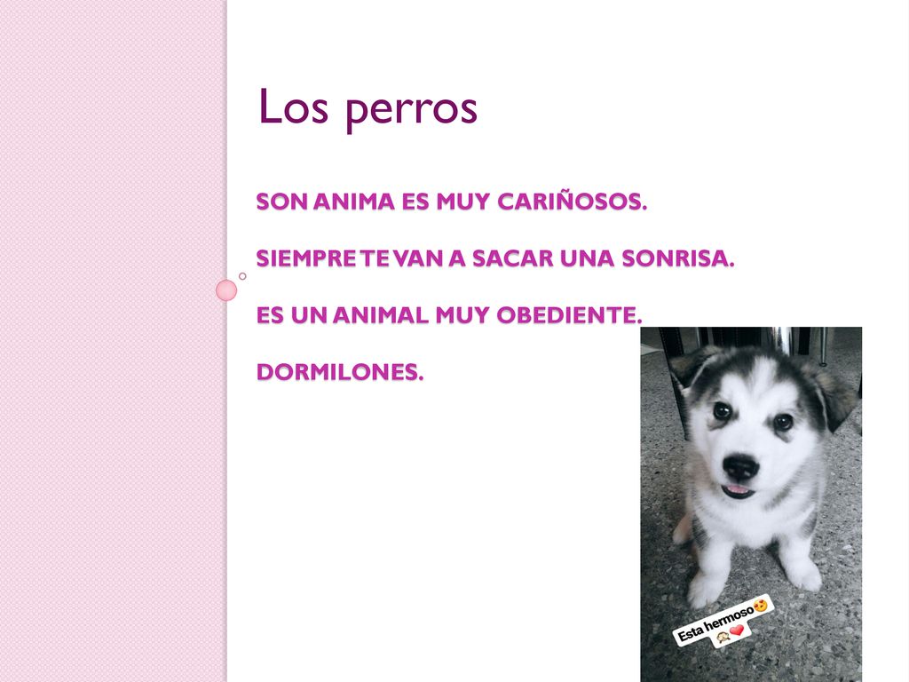 Los perros Son anima es muy cariñosos. Siempre te van a sacar una sonrisa.