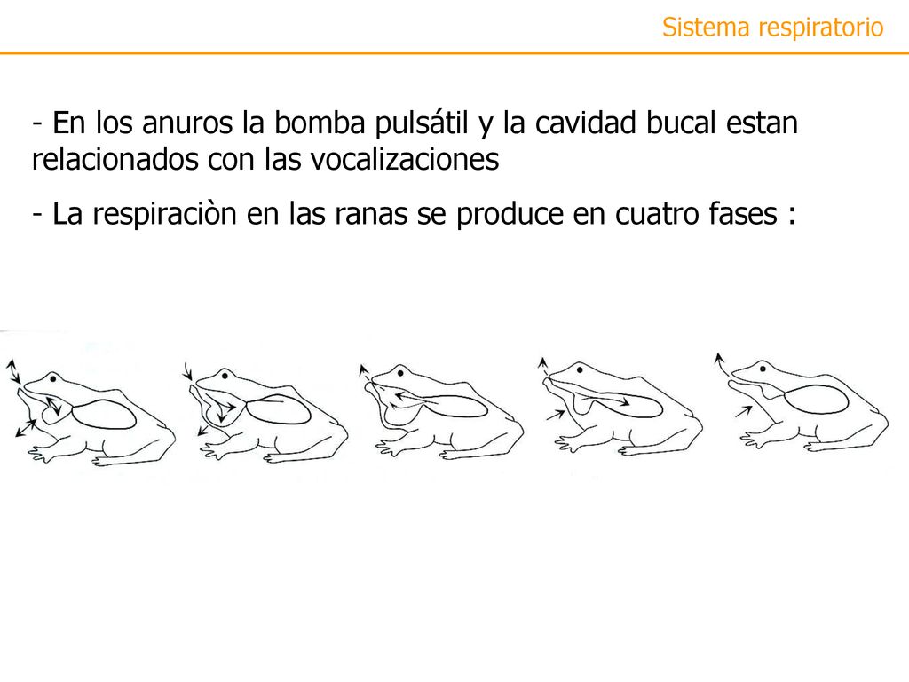 - La respiraciòn en las ranas se produce en cuatro fases :