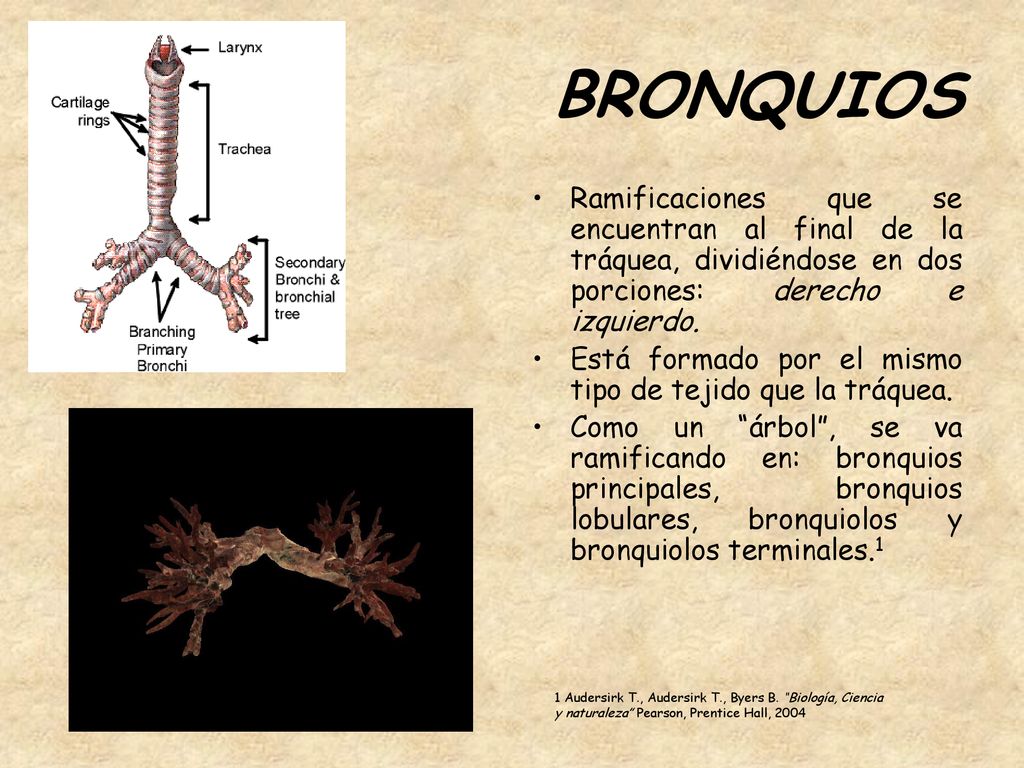 BRONQUIOS Ramificaciones que se encuentran al final de la tráquea, dividiéndose en dos porciones: derecho e izquierdo.