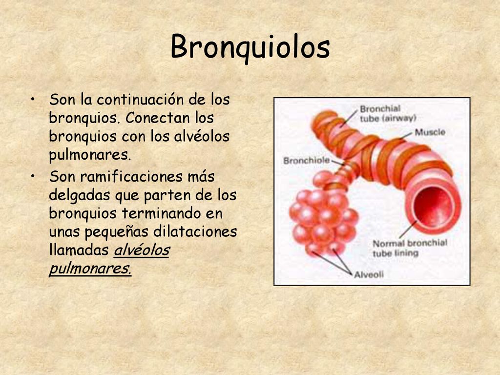 Bronquiolos Son la continuación de los bronquios. Conectan los bronquios con los alvéolos pulmonares.