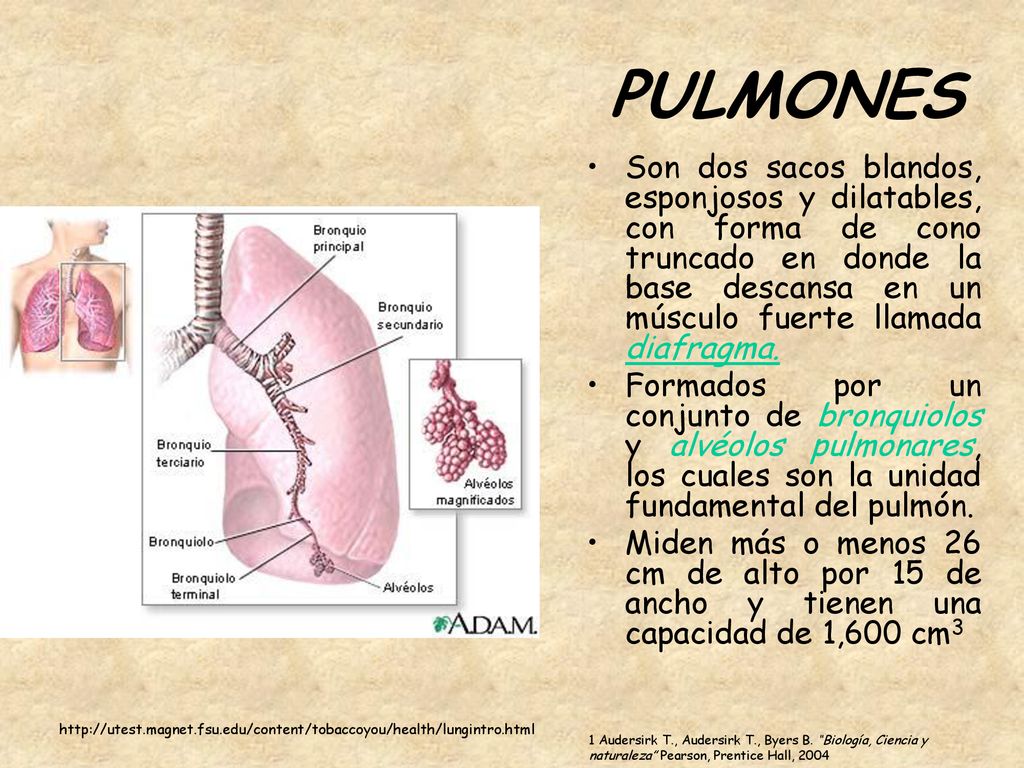 PULMONES Son dos sacos blandos, esponjosos y dilatables, con forma de cono truncado en donde la base descansa en un músculo fuerte llamada diafragma.