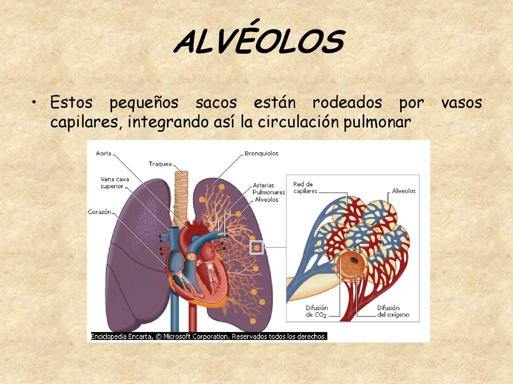 ALVÉOLOS Estos pequeños sacos están rodeados por vasos capilares, integrando así la circulación pulmonar.