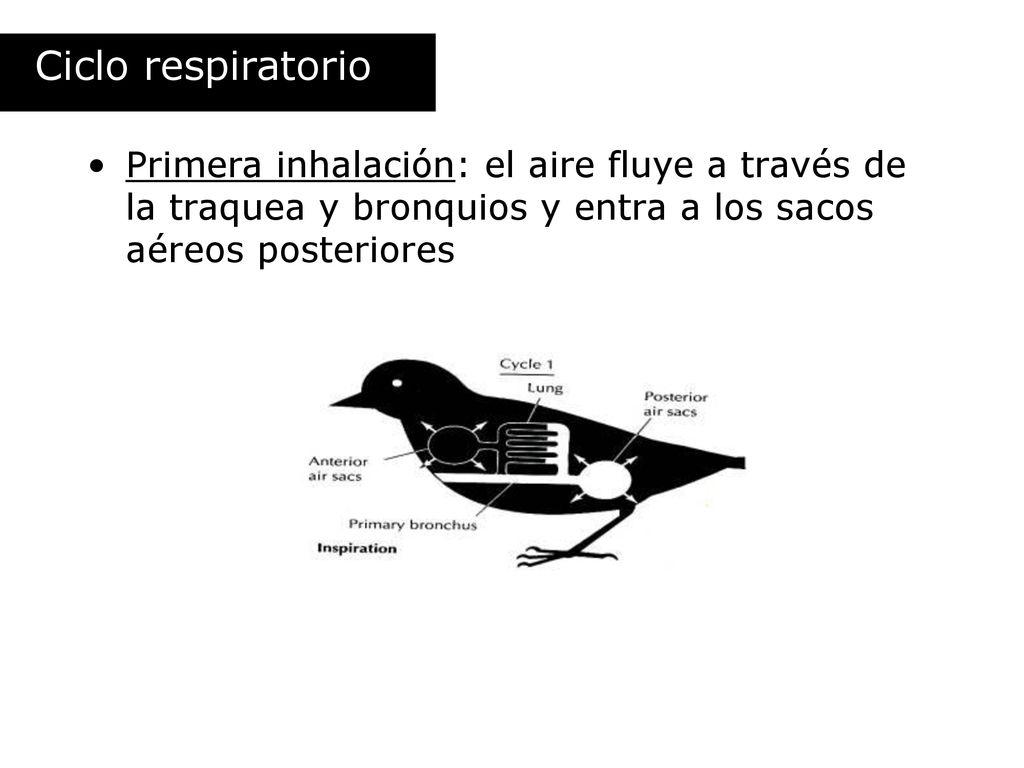 Ciclo respiratorio Primera inhalación: el aire fluye a través de la traquea y bronquios y entra a los sacos aéreos posteriores.
