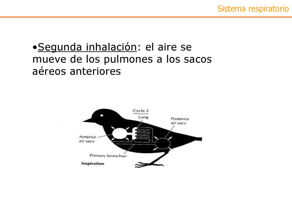 Sistema respiratorio Segunda inhalación: el aire se mueve de los pulmones a los sacos aéreos anteriores.