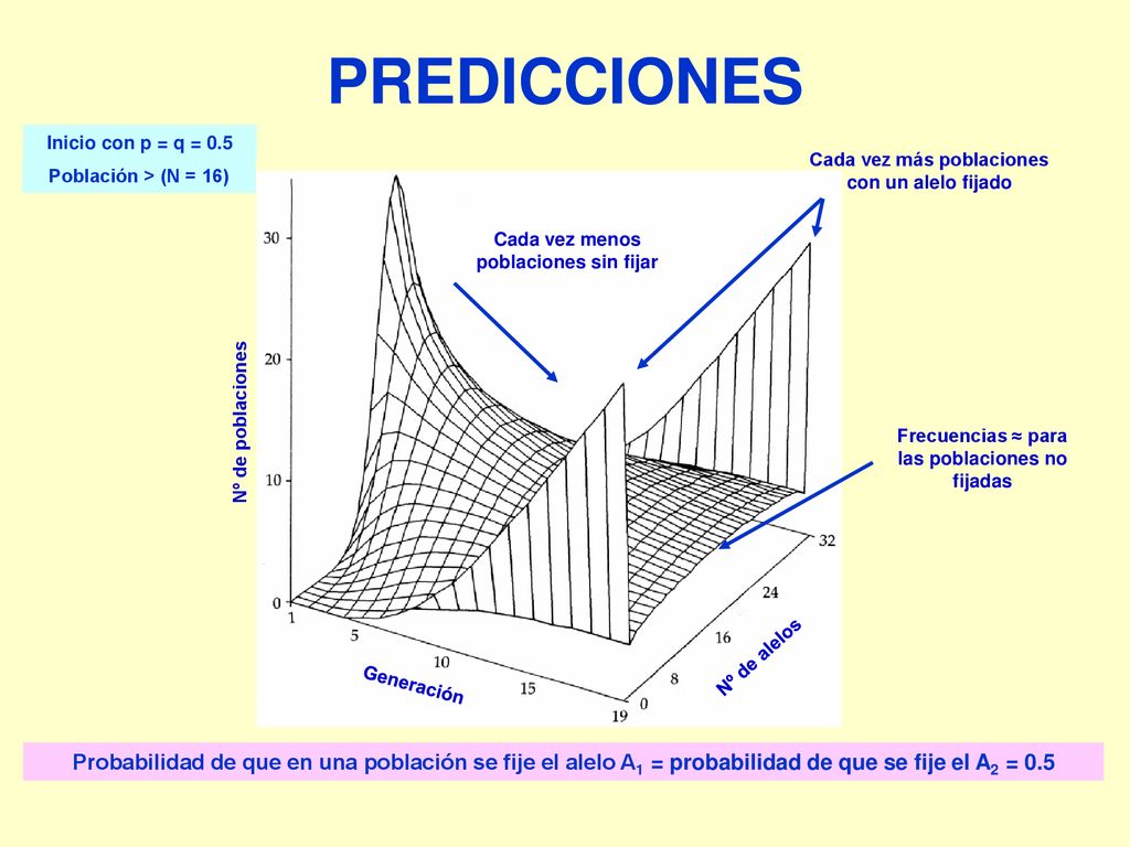 PREDICCIONES Inicio con p = q = 0.5. Cada vez más poblaciones con un alelo fijado. Población > (N = 16)