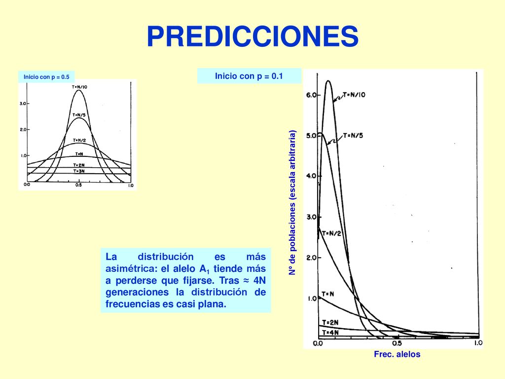 PREDICCIONES Inicio con p = 0.5. Inicio con p = 0.1. Nº de poblaciones (escala arbitraria) Frec. alelos.