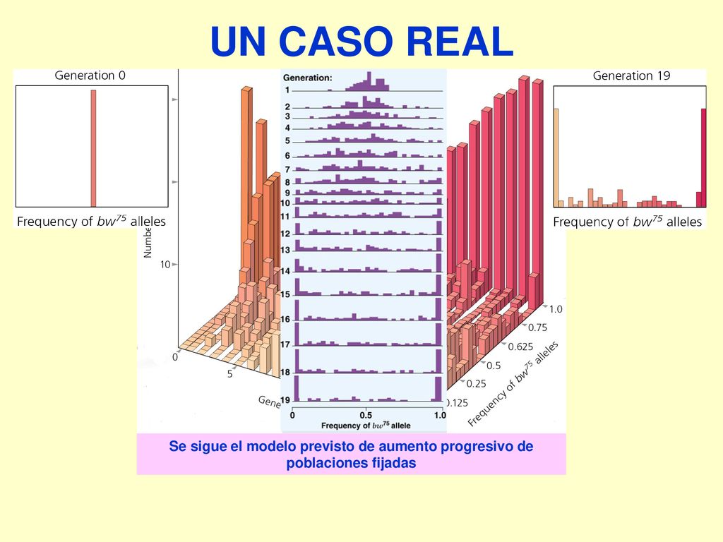 UN CASO REAL Se sigue el modelo previsto de aumento progresivo de poblaciones fijadas
