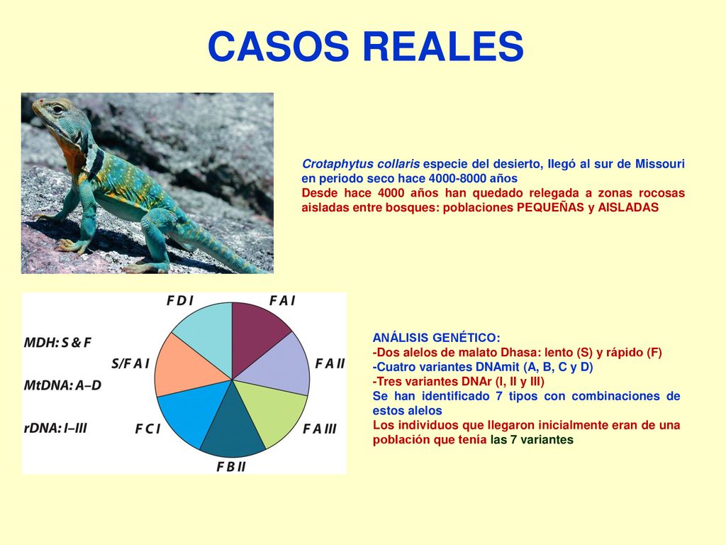 CASOS REALES Crotaphytus collaris especie del desierto, llegó al sur de Missouri en periodo seco hace años.