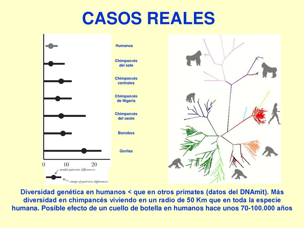 CASOS REALES Humanos. Chimpancés del este. Chimpancés centrales. Chimpancés de Nigeria. Chimpancés del oeste.
