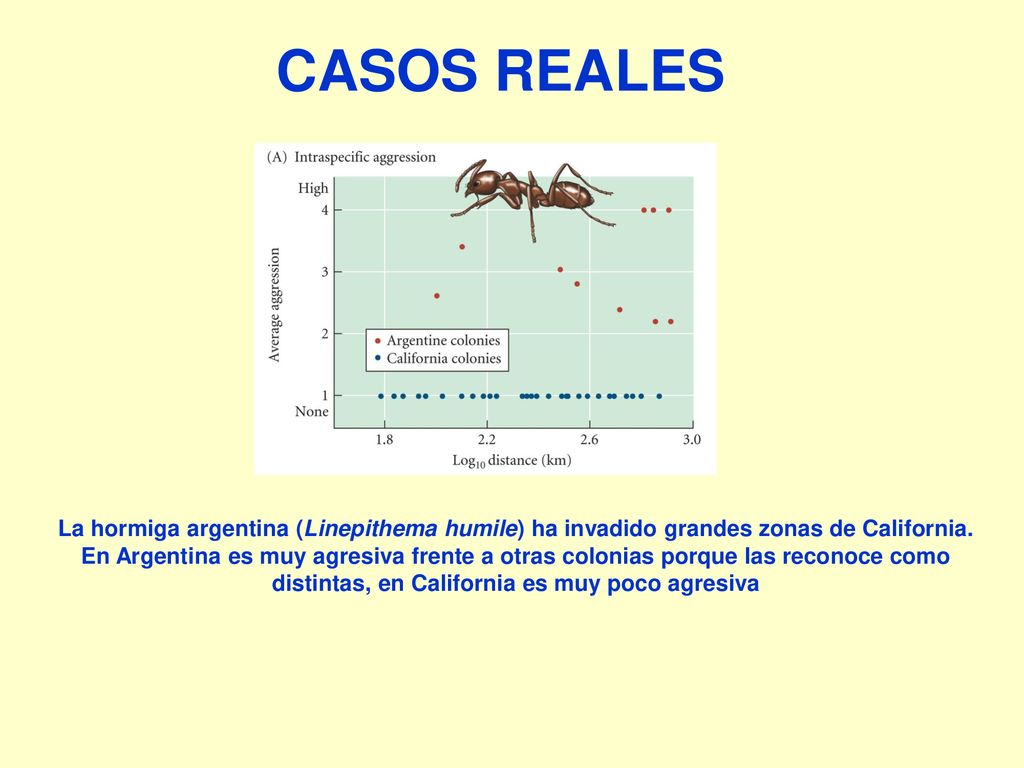 CASOS REALES La hormiga argentina (Linepithema humile) ha invadido grandes zonas de California.
