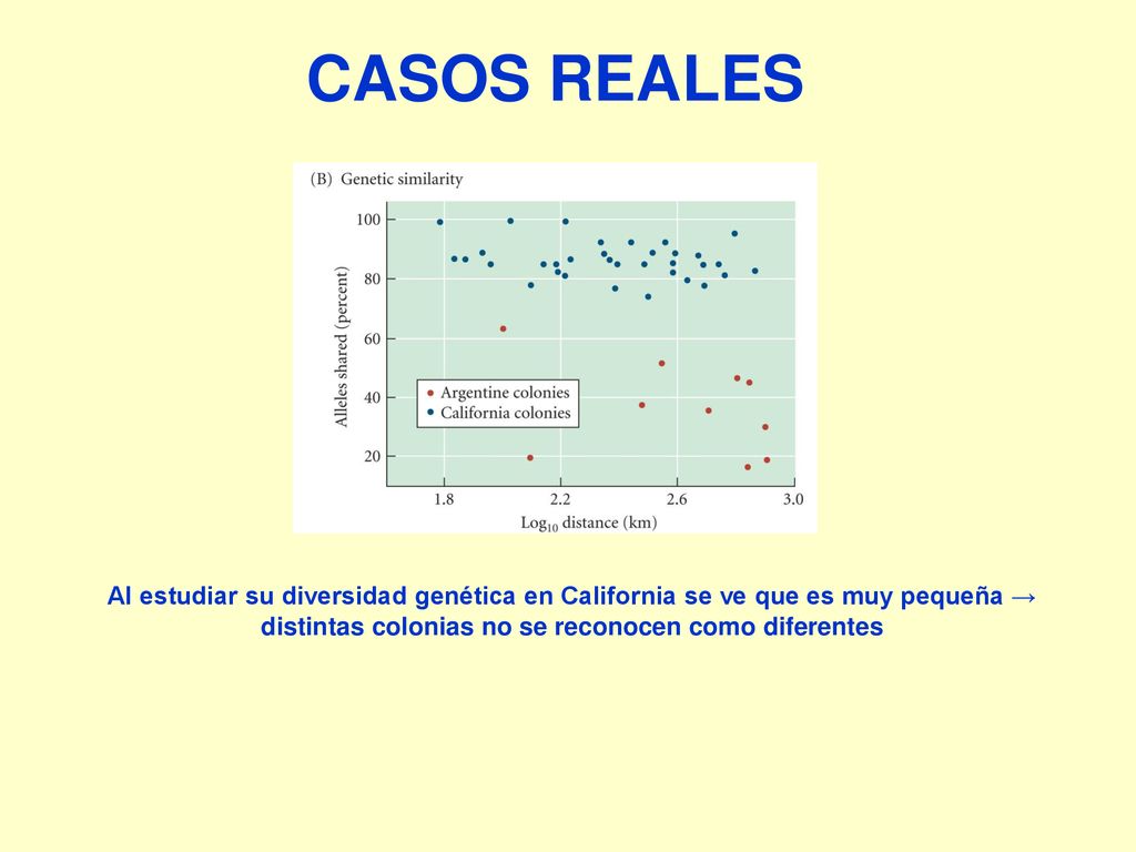 CASOS REALES Al estudiar su diversidad genética en California se ve que es muy pequeña → distintas colonias no se reconocen como diferentes.