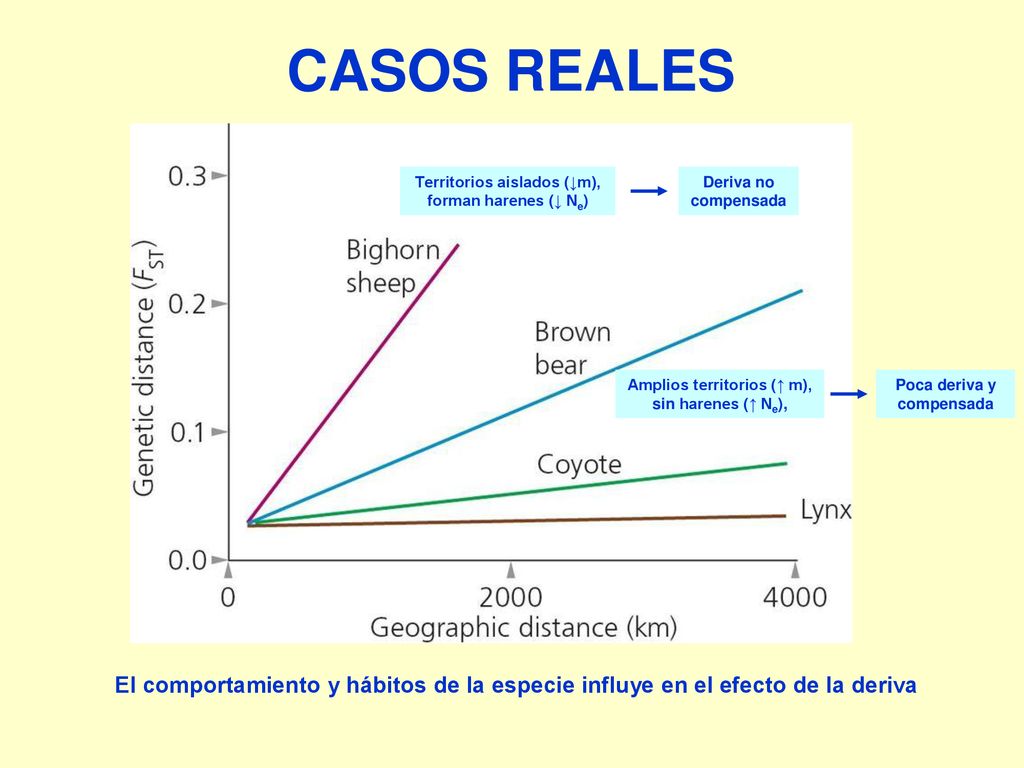 CASOS REALES Amplios territorios (↑ m), sin harenes (↑ Ne), Territorios aislados (↓m), forman harenes (↓ Ne)