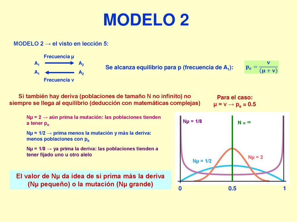 MODELO 2 MODELO 2 → el visto en lección 5: Frecuencia µ. A1. A2. Frecuencia ν. 𝐩 𝐞 = 𝛎 𝛍+𝛎. Se alcanza equilibrio para p (frecuencia de A1):