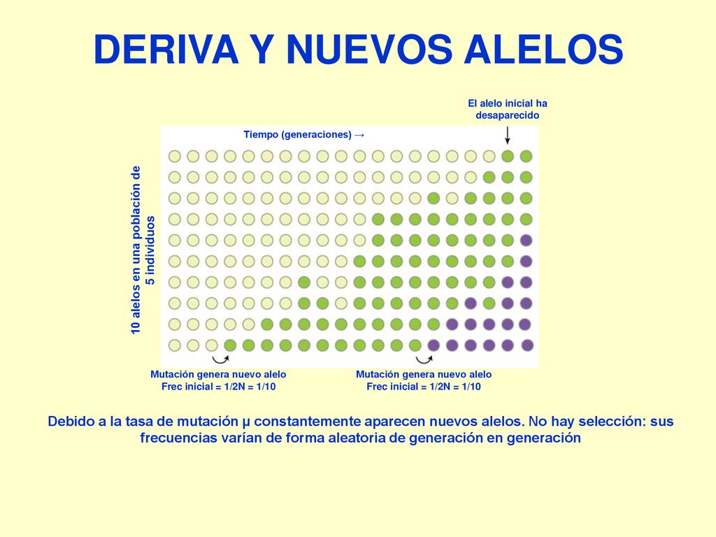 DERIVA Y NUEVOS ALELOS 10 alelos en una población de 5 individuos. Mutación genera nuevo alelo. Frec inicial = 1/2N = 1/10.