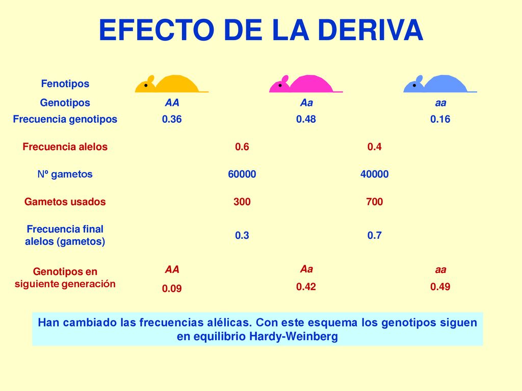 Frecuencia final alelos (gametos) Genotipos en siguiente generación