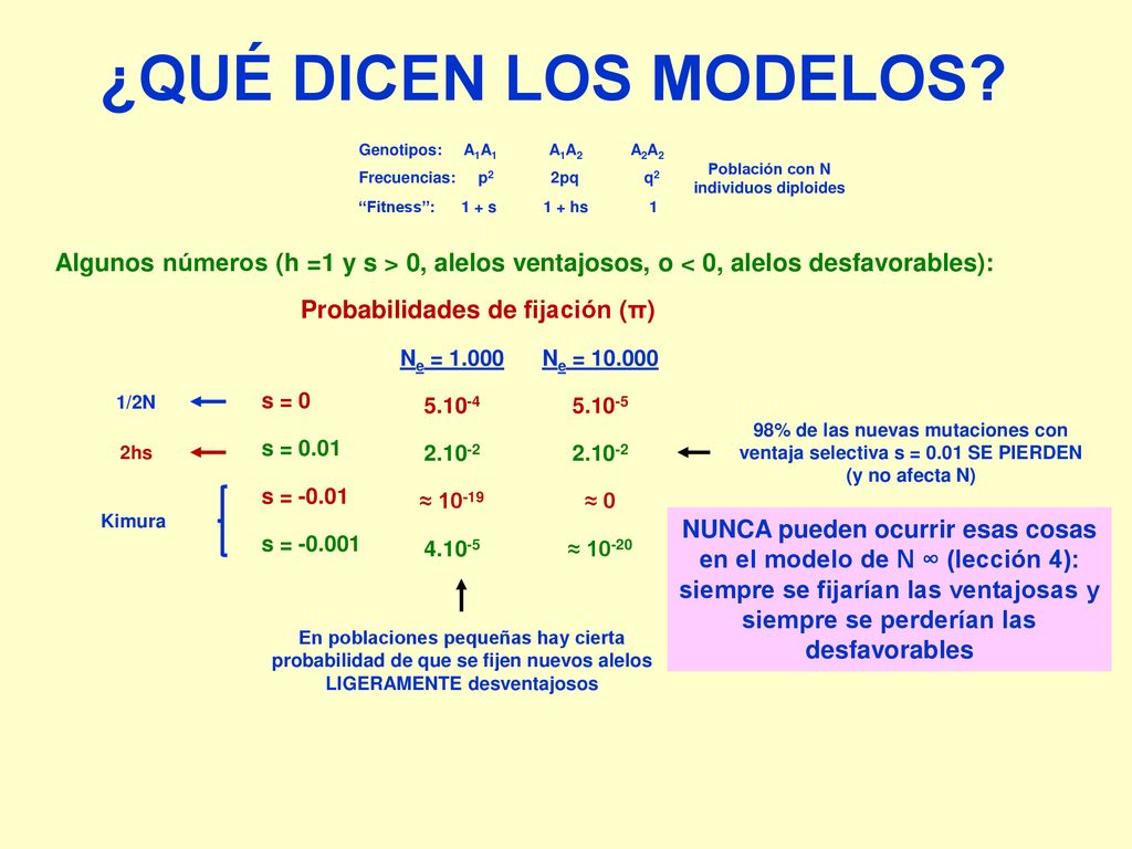 ¿QUÉ DICEN LOS MODELOS A1A1. A1A2. A2A2. Genotipos: p2. 2pq. q2. Frecuencias: 1 + s. 1. Fitness :