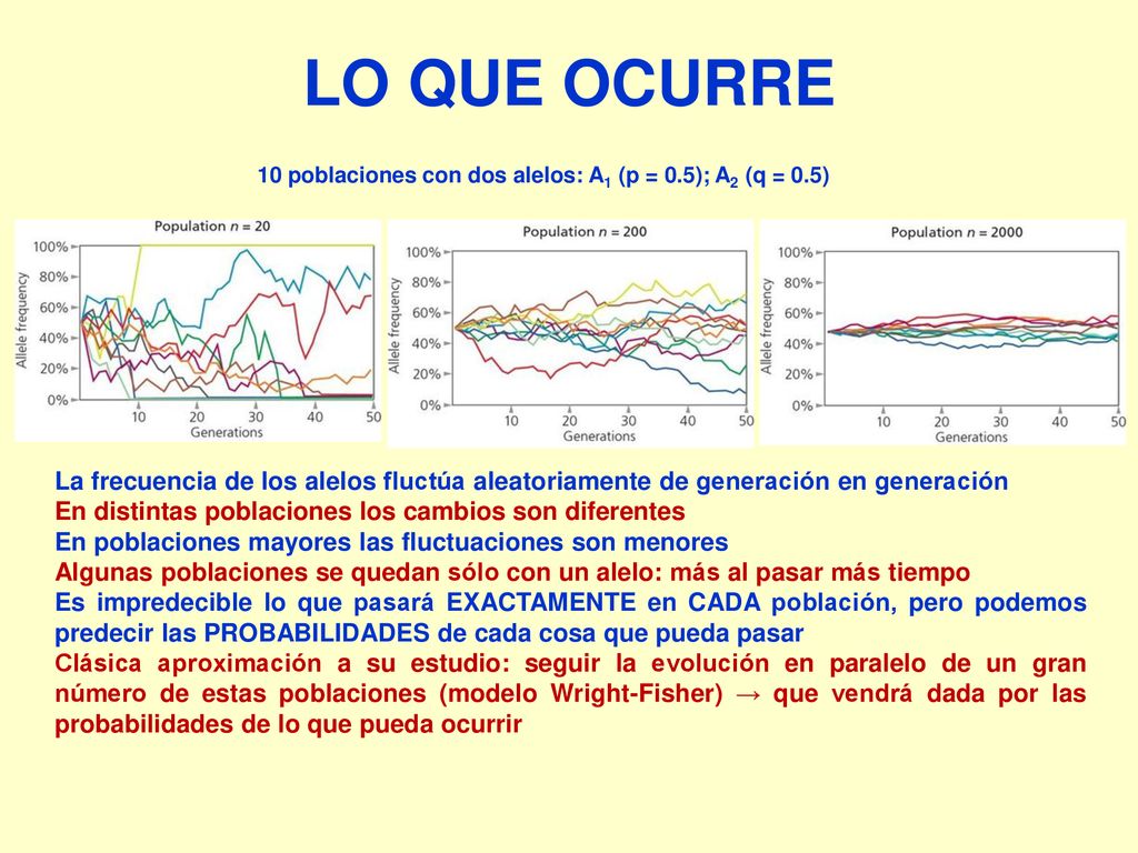 LO QUE OCURRE 10 poblaciones con dos alelos: A1 (p = 0.5); A2 (q = 0.5)