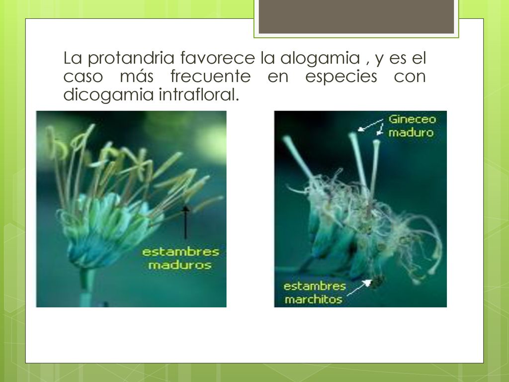 La protandria favorece la alogamia , y es el caso más frecuente en especies con dicogamia intrafloral.