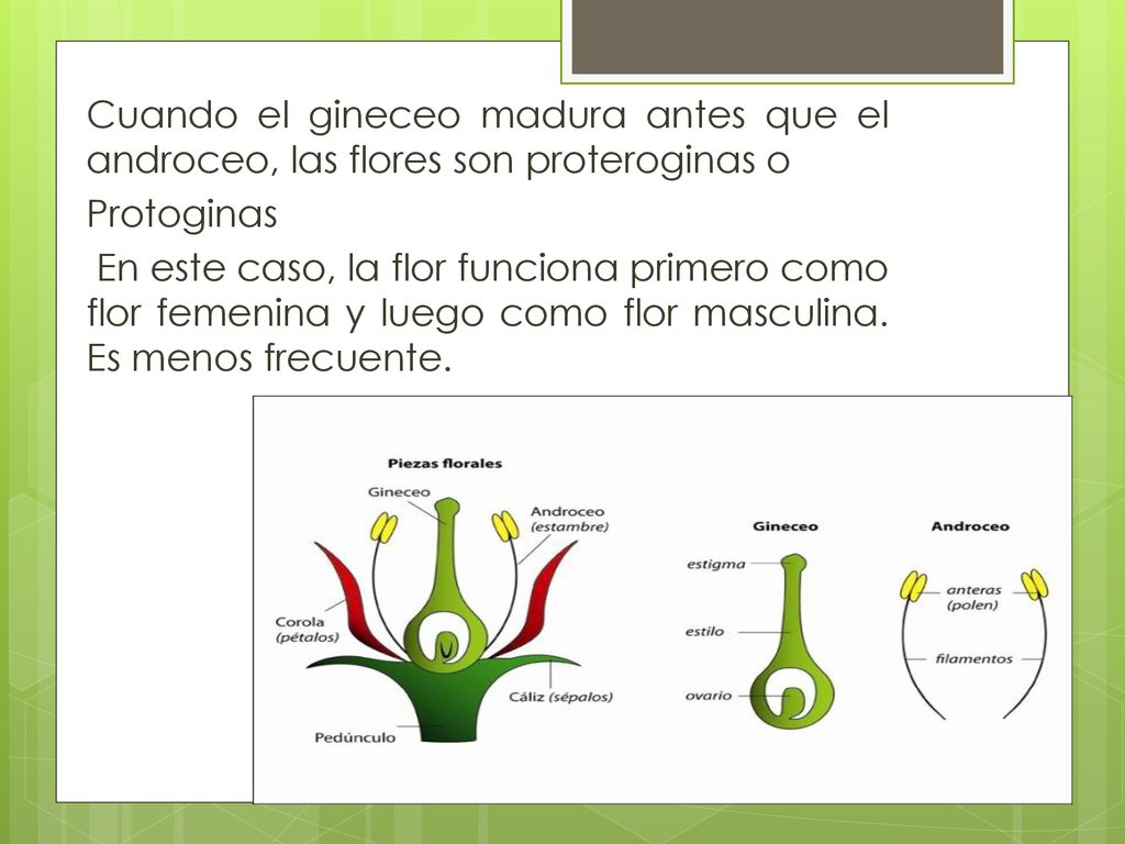 Cuando el gineceo madura antes que el androceo, las flores son proteroginas o Protoginas En este caso, la flor funciona primero como flor femenina y luego como flor masculina.