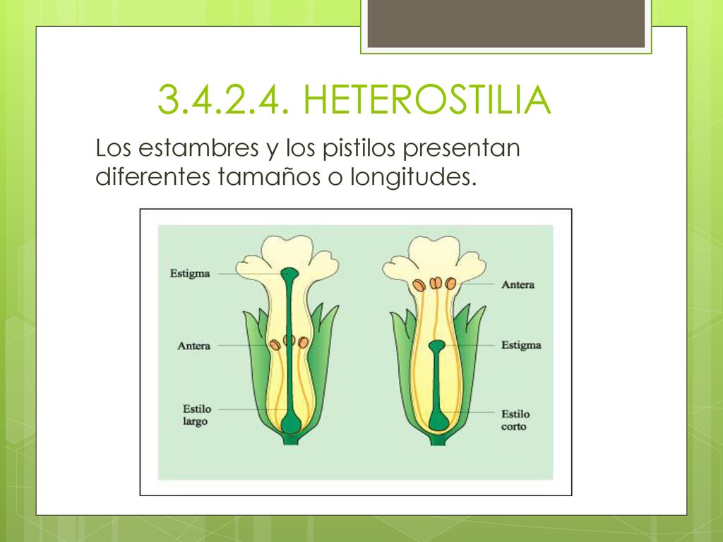 HETEROSTILIA Los estambres y los pistilos presentan diferentes tamaños o longitudes.
