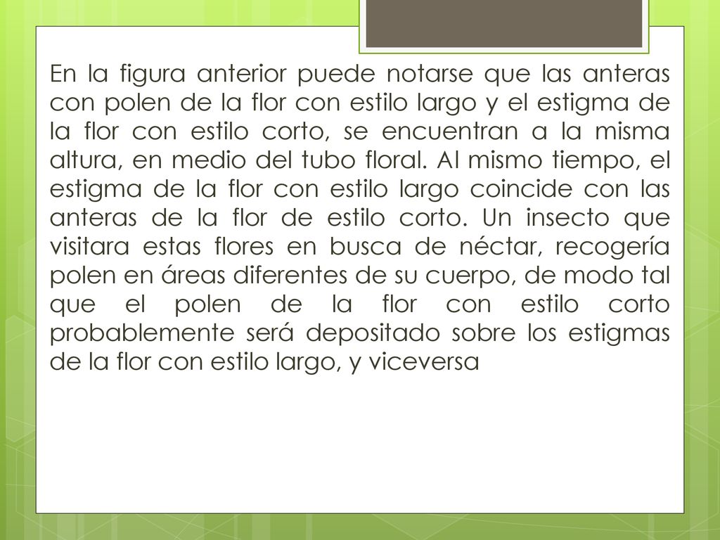 En la figura anterior puede notarse que las anteras con polen de la flor con estilo largo y el estigma de la flor con estilo corto, se encuentran a la misma altura, en medio del tubo floral.