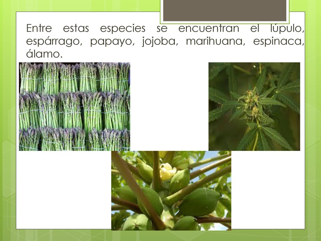 Entre estas especies se encuentran el lúpulo, espárrago, papayo, jojoba, marihuana, espinaca, álamo.
