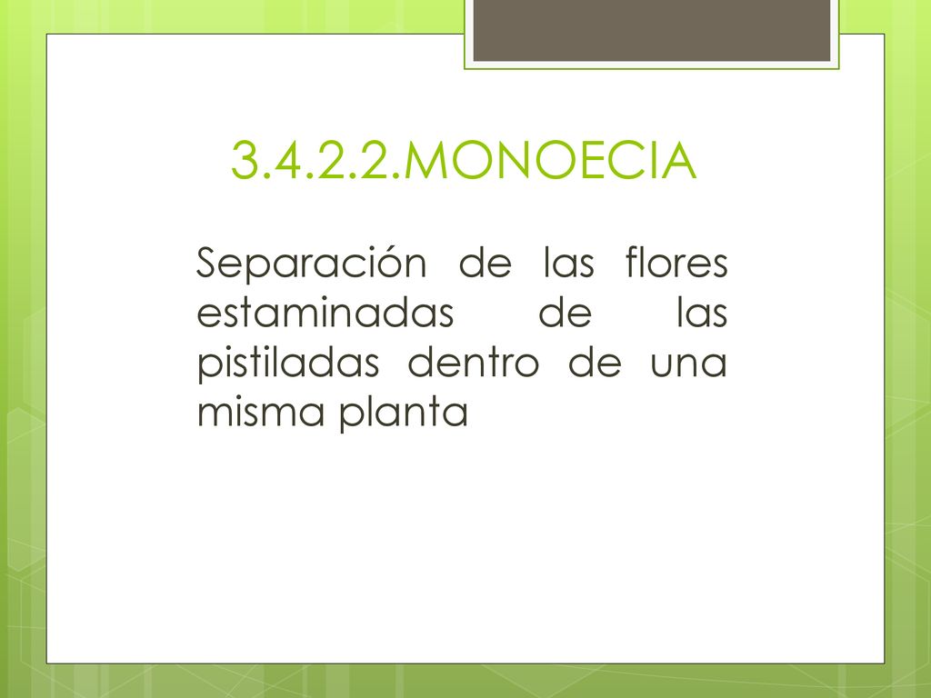 MONOECIA Separación de las flores estaminadas de las pistiladas dentro de una misma planta