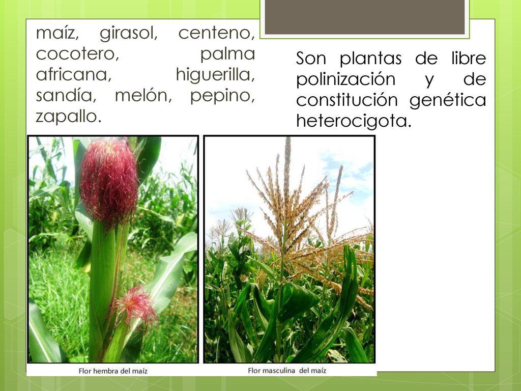 maíz, girasol, centeno, cocotero, palma africana, higuerilla, sandía, melón, pepino, zapallo.