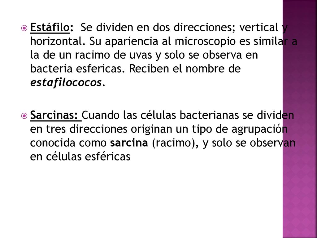 Estáfilo: Se dividen en dos direcciones; vertical y horizontal