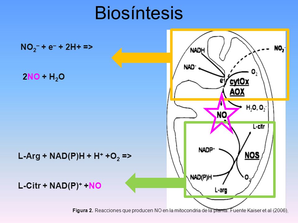 Biosíntesis NO2– + e– + 2H+ => 2NO + H2O