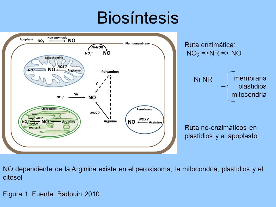 Biosíntesis Ruta enzimática: NO2 =>NR => NO membrana plastidios