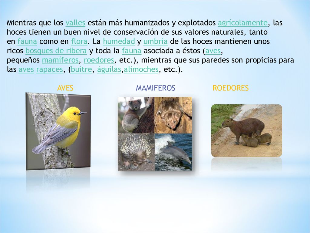 Mientras que los valles están más humanizados y explotados agrícolamente, las hoces tienen un buen nivel de conservación de sus valores naturales, tanto en fauna como en flora. La humedad y umbría de las hoces mantienen unos ricos bosques de ribera y toda la fauna asociada a éstos (aves, pequeños mamíferos, roedores, etc.), mientras que sus paredes son propicias para las aves rapaces, (buitre, águilas,alimoches, etc.).