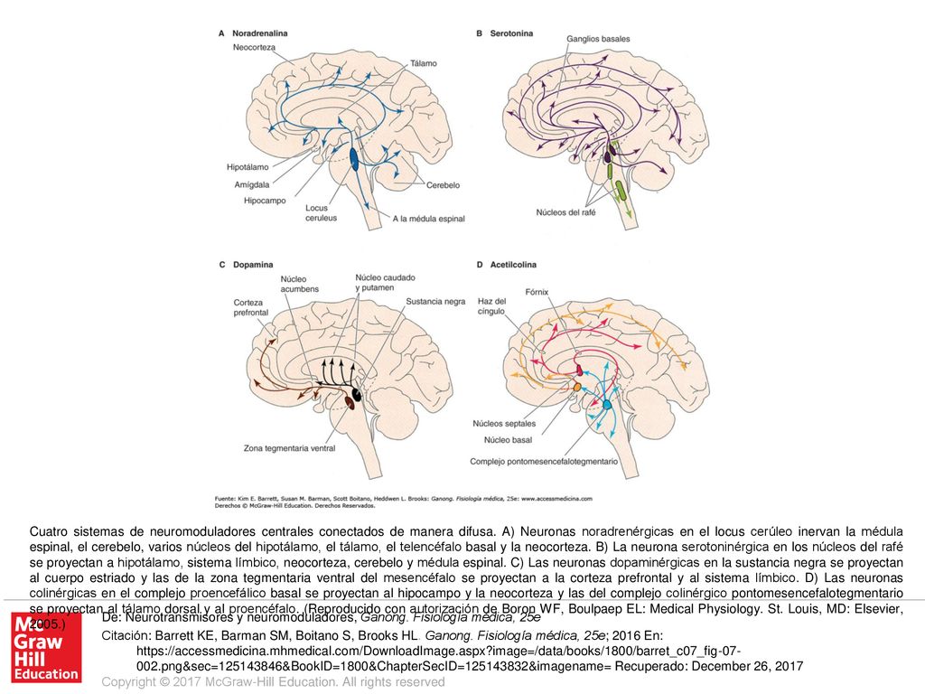 Cuatro sistemas de neuromoduladores centrales conectados de manera difusa. A) Neuronas noradrenérgicas en el locus cerúleo inervan la médula espinal, el cerebelo, varios núcleos del hipotálamo, el tálamo, el telencéfalo basal y la neocorteza. B) La neurona serotoninérgica en los núcleos del rafé se proyectan a hipotálamo, sistema límbico, neocorteza, cerebelo y médula espinal. C) Las neuronas dopaminérgicas en la sustancia negra se proyectan al cuerpo estriado y las de la zona tegmentaria ventral del mesencéfalo se proyectan a la corteza prefrontal y al sistema límbico. D) Las neuronas colinérgicas en el complejo proencefálico basal se proyectan al hipocampo y la neocorteza y las del complejo colinérgico pontomesencefalotegmentario se proyectan al tálamo dorsal y al proencéfalo. (Reproducido con autorización de Boron WF, Boulpaep EL: Medical Physiology. St. Louis, MD: Elsevier, 2005.)