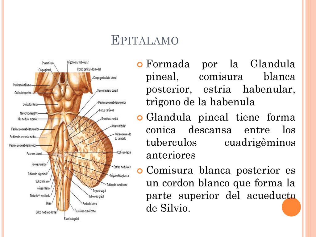 Epitalamo Formada por la Glandula pineal, comisura blanca posterior, estria habenular, trìgono de la habenula.