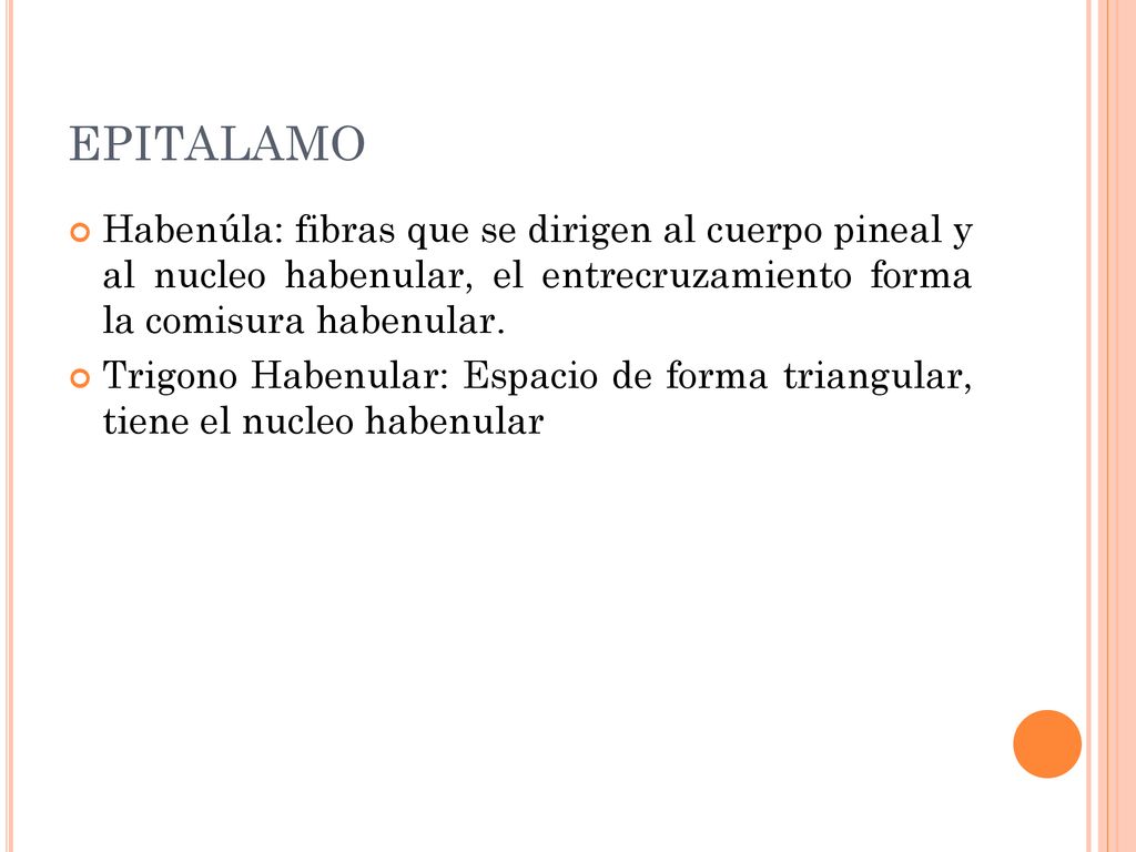 EPITALAMO Habenúla: fibras que se dirigen al cuerpo pineal y al nucleo habenular, el entrecruzamiento forma la comisura habenular.