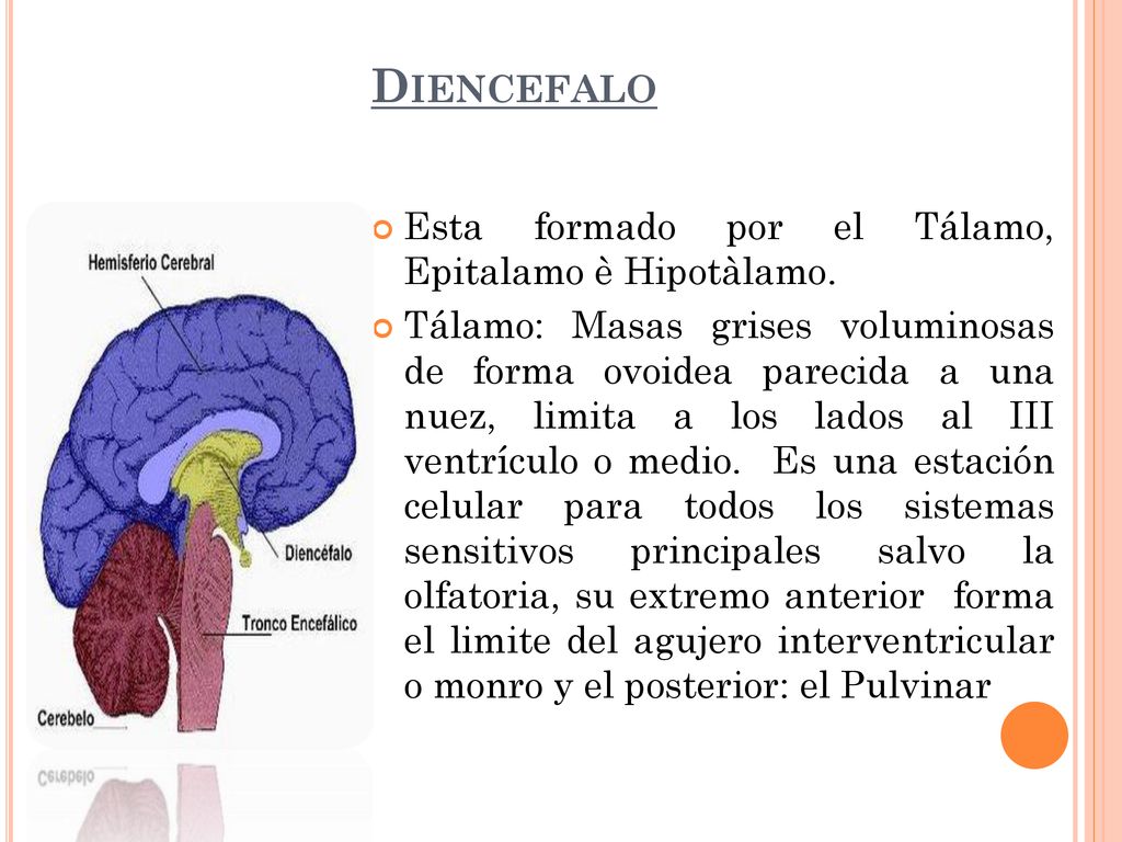 Diencefalo Esta formado por el Tálamo, Epitalamo è Hipotàlamo.