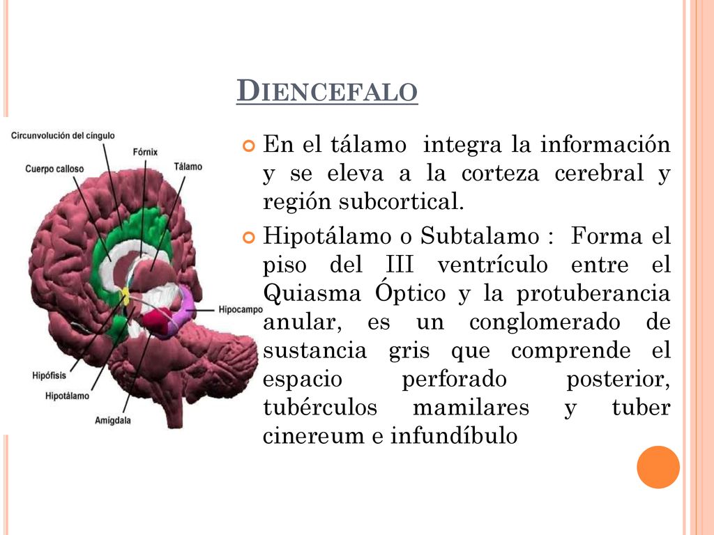 Diencefalo En el tálamo integra la información y se eleva a la corteza cerebral y región subcortical.