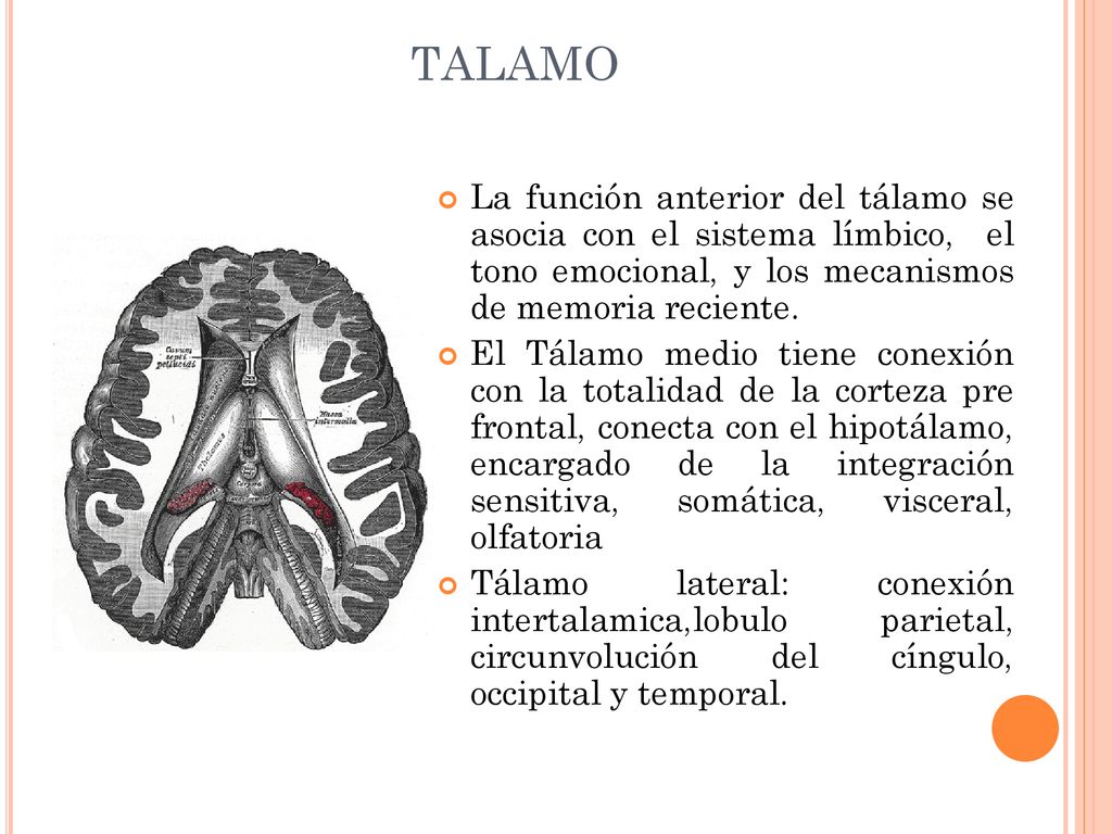 TALAMO La función anterior del tálamo se asocia con el sistema límbico, el tono emocional, y los mecanismos de memoria reciente.