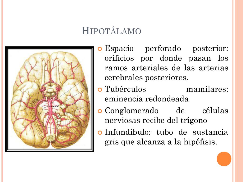 Hipotálamo Espacio perforado posterior: orificios por donde pasan los ramos arteriales de las arterias cerebrales posteriores.