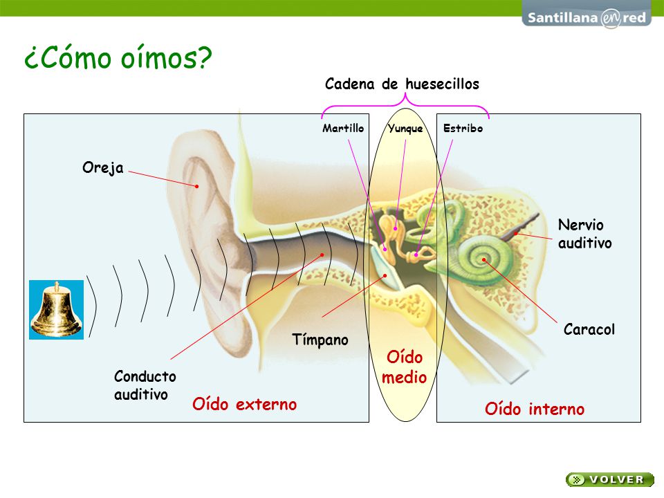 ¿Cómo oímos Oído medio Oído externo Oído interno