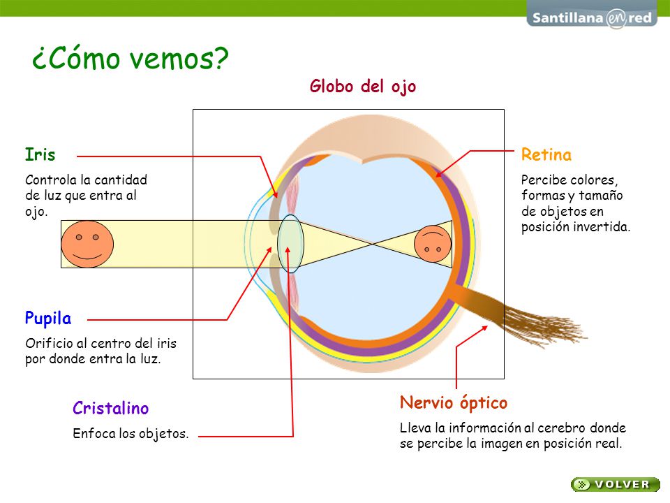 ¿Cómo vemos Globo del ojo Iris Retina Pupila Nervio óptico Cristalino