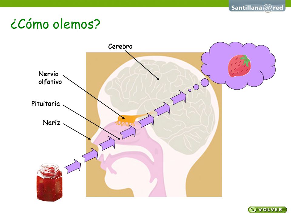 ¿Cómo olemos Cerebro Nervio olfativo Pituitaria Nariz
