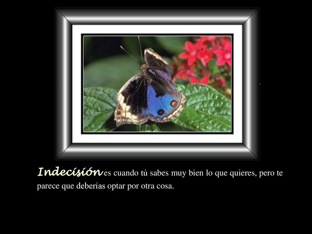 Indecisión es cuando tú sabes muy bien lo que quieres, pero te parece que deberías optar por otra cosa.
