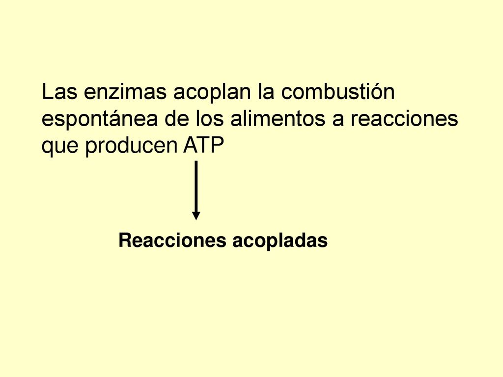 Las enzimas acoplan la combustión espontánea de los alimentos a reacciones que producen ATP