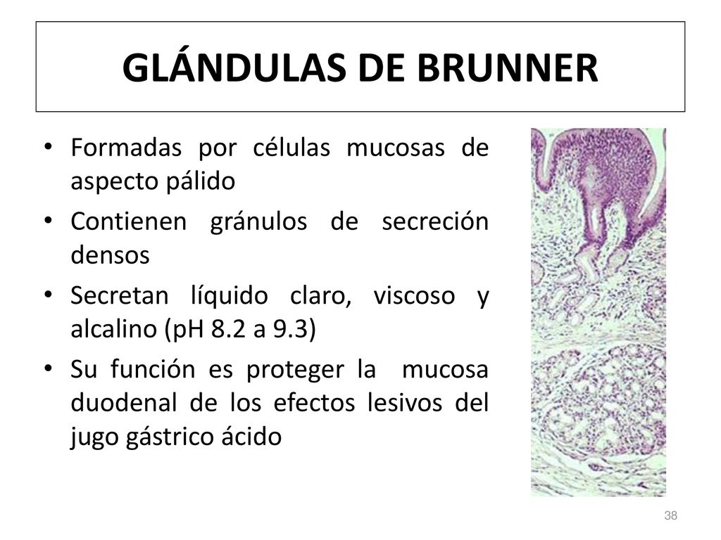 GLÁNDULAS DE BRUNNER Formadas por células mucosas de aspecto pálido