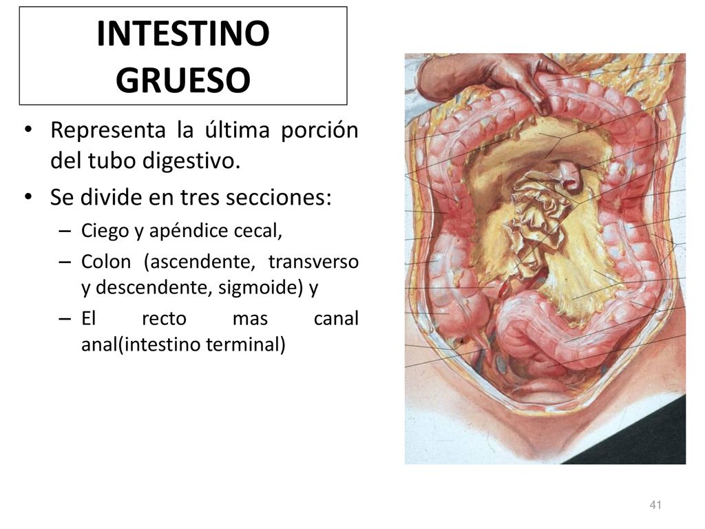 INTESTINO GRUESO Representa la última porción del tubo digestivo.
